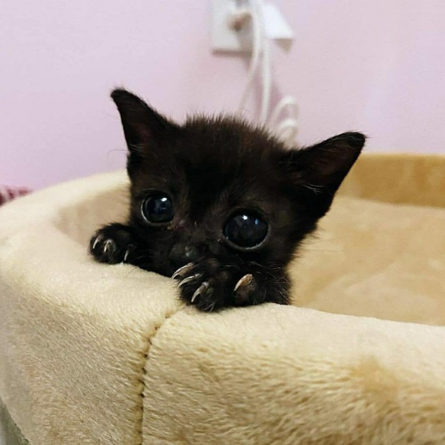 На котовторник