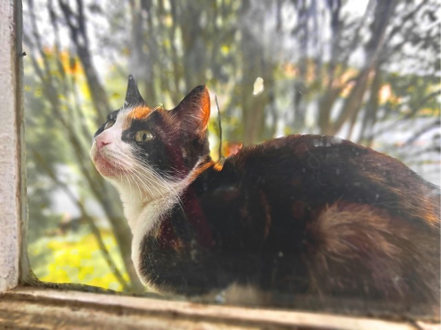 Маняня