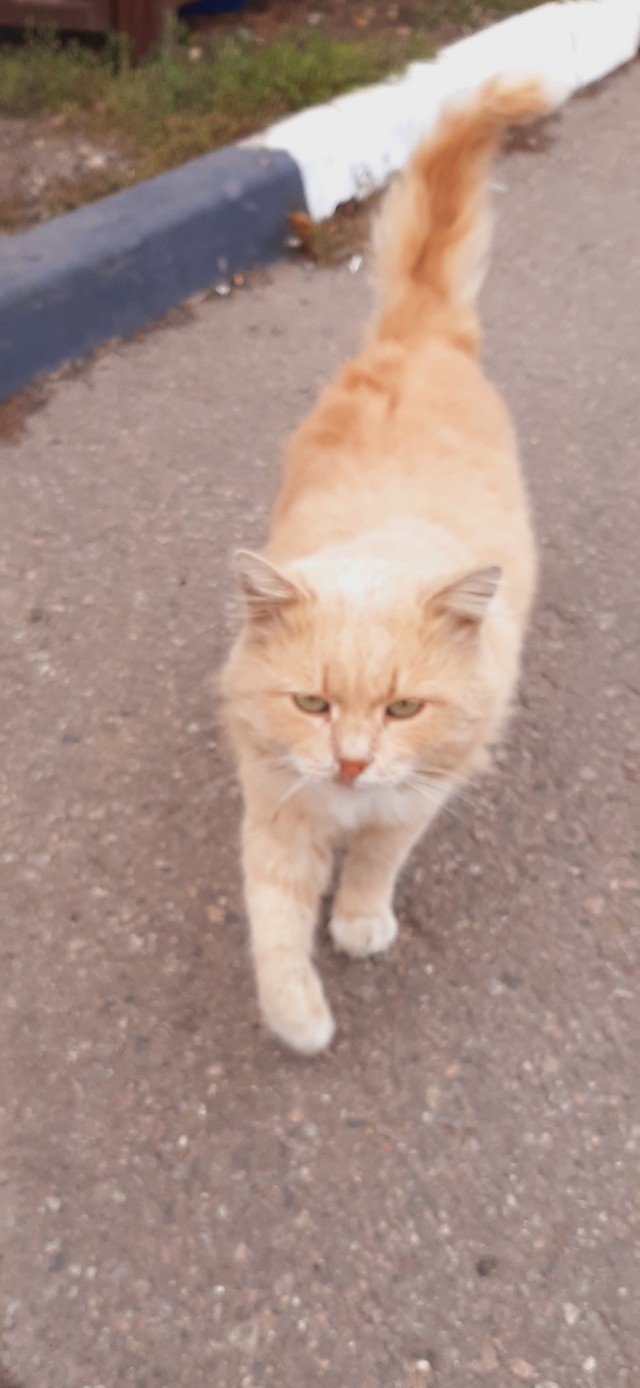 Шерстяной котовторник. Октябрь 2022