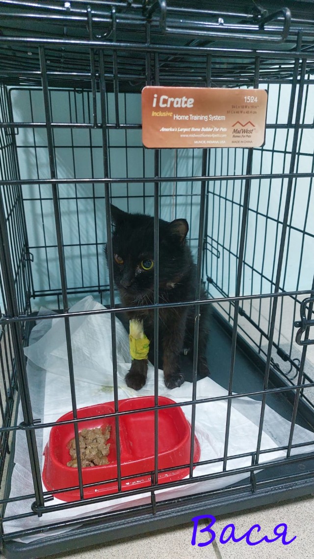 Жизнь домашнего приюта "Котоленд" 370