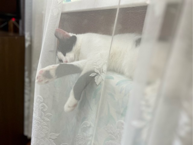 Начинаем котовторник.