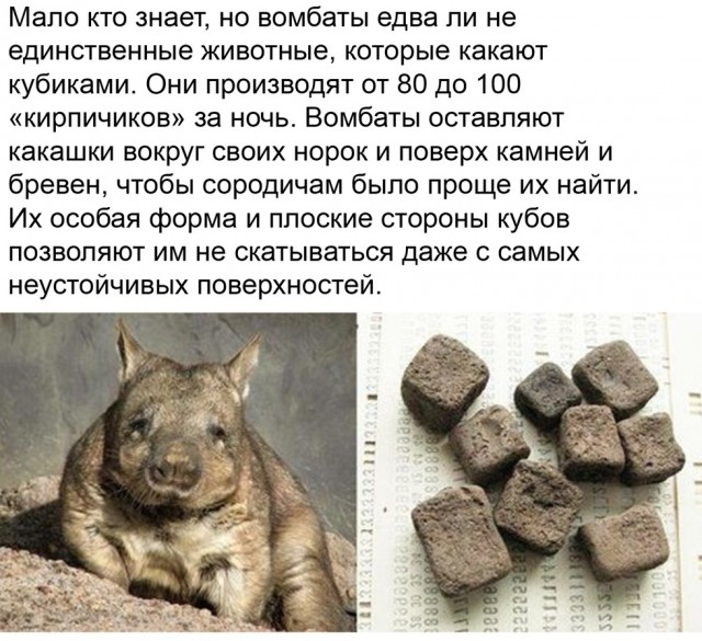 Идём со мной, я дам поесть