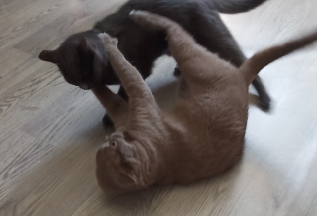 Котовторнику посвящается