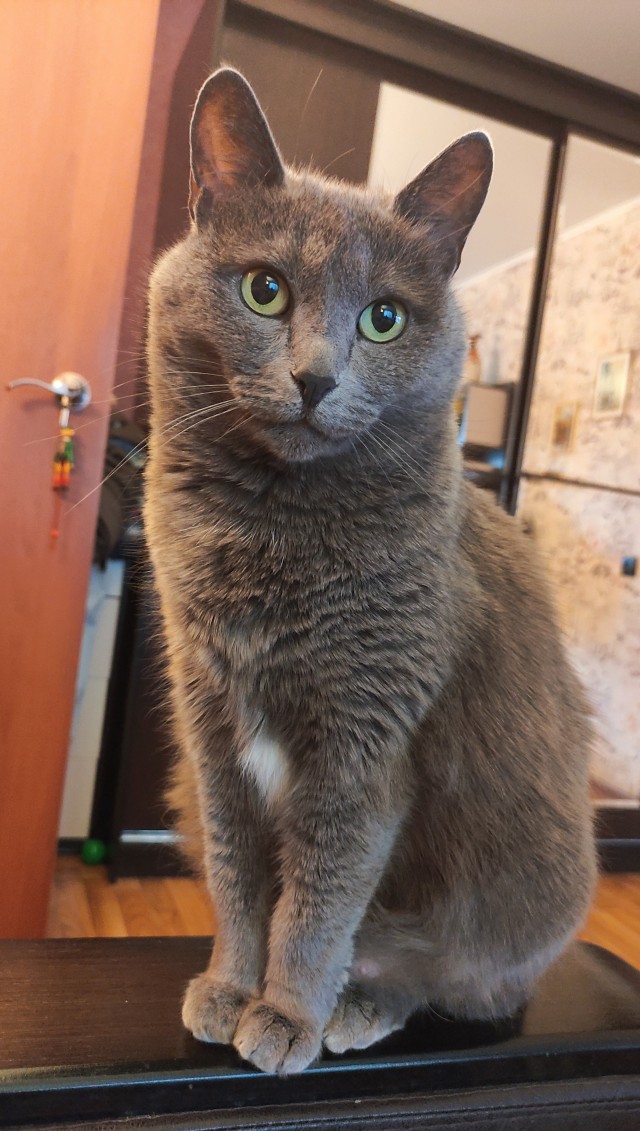 Котофторниг