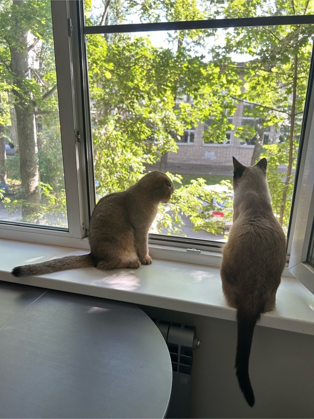 Начинаем котофторник?