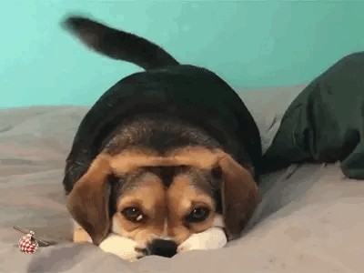 Comedy Pet Photo Awards 2020