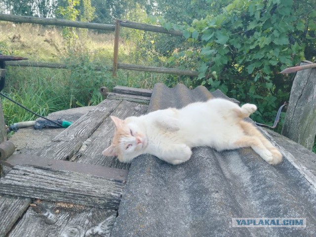 Жизнь домашнего приюта для котеек 461