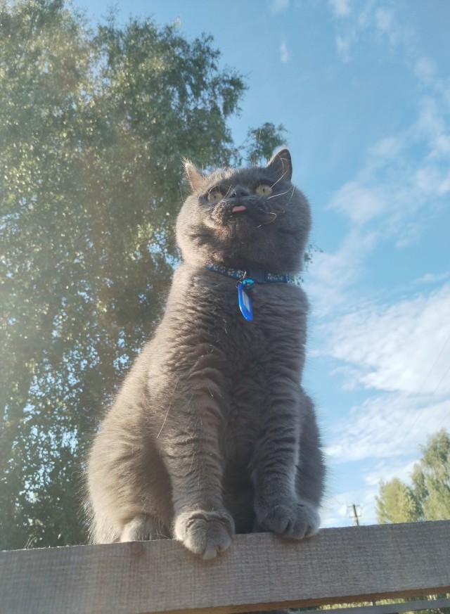 Котовторник. Мой котан