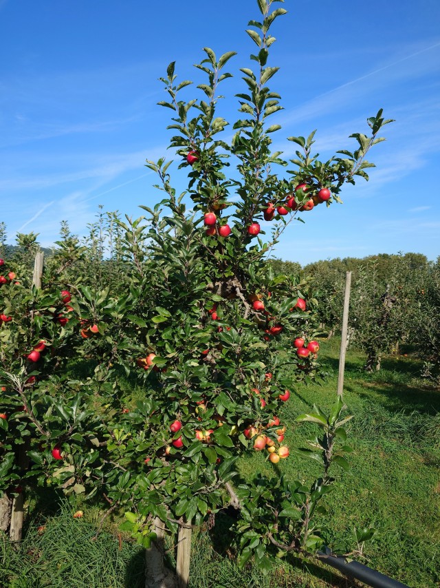 Яблоки. В ФРГ