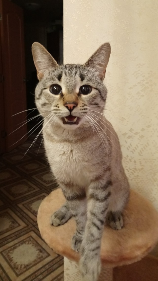 Привет. Я Винтик