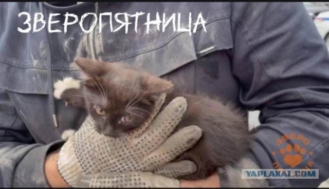 Котёнок устроил дорожный переполох в центре Петербурга и получил имя