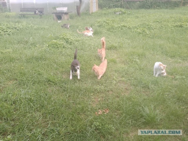 Жизнь домашнего приюта для котеек 548