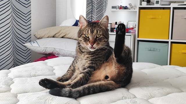 Котаняны
