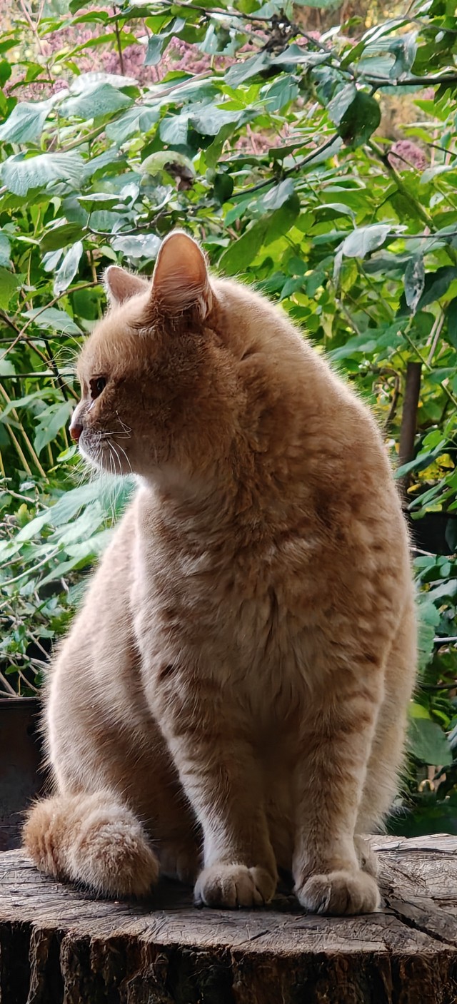 Котовторник?