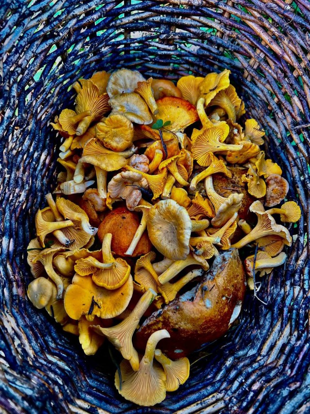 Лесные зарисовки