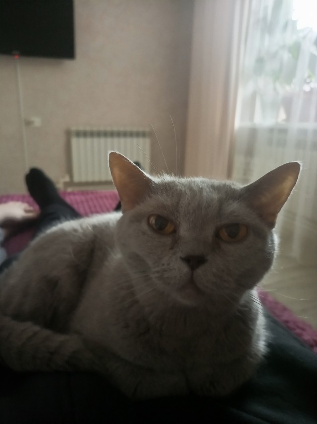 Нужен совет новому кошатнику!