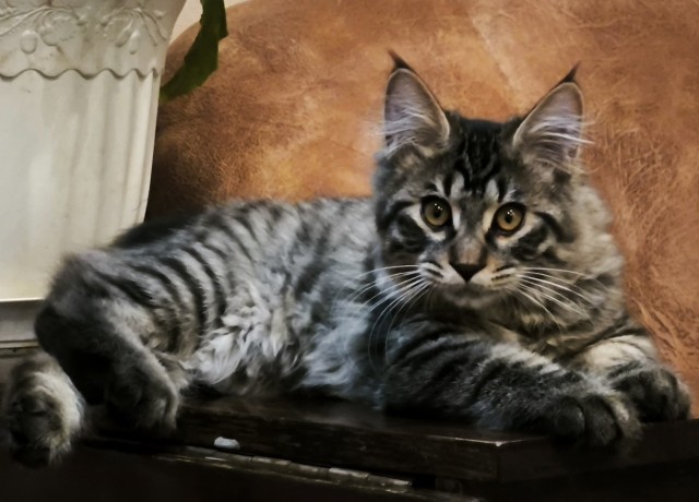 К котофторнику