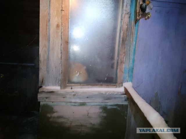 Жизнь домашнего приюта для котеек 569