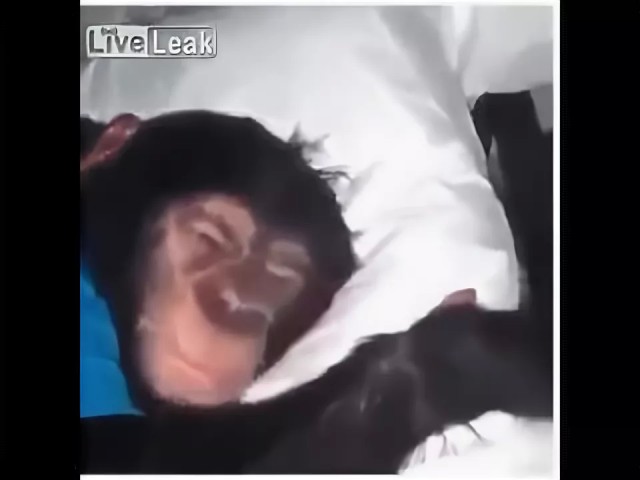 Тани есть?