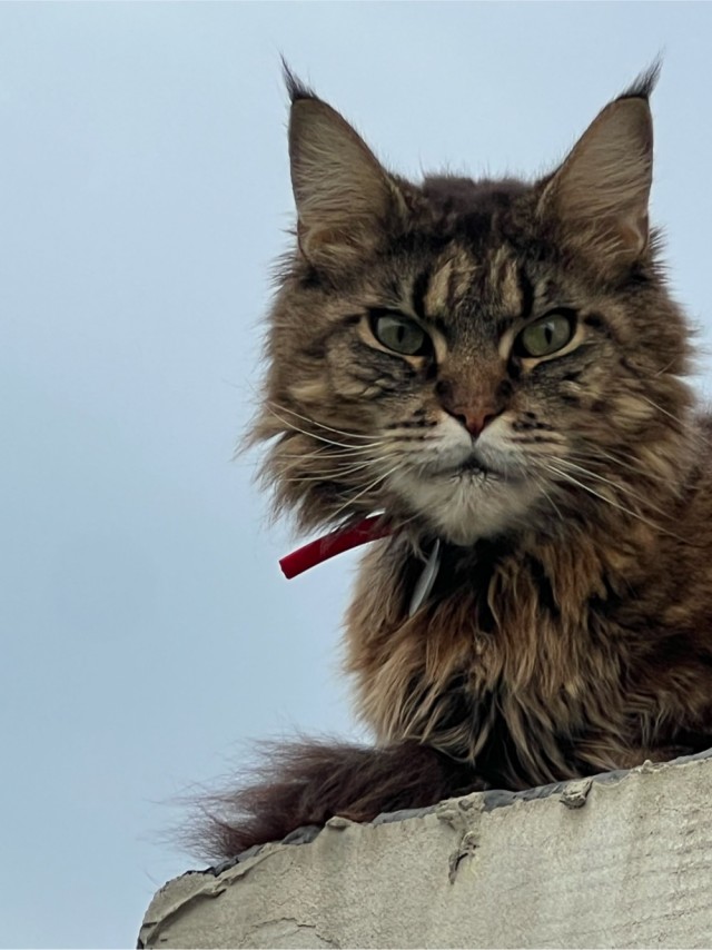 Снова наши коты