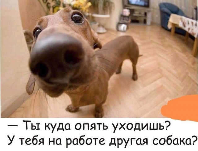 Где тебя собаки носили?