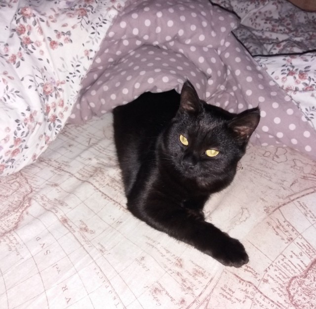 Котовторнику - Быть