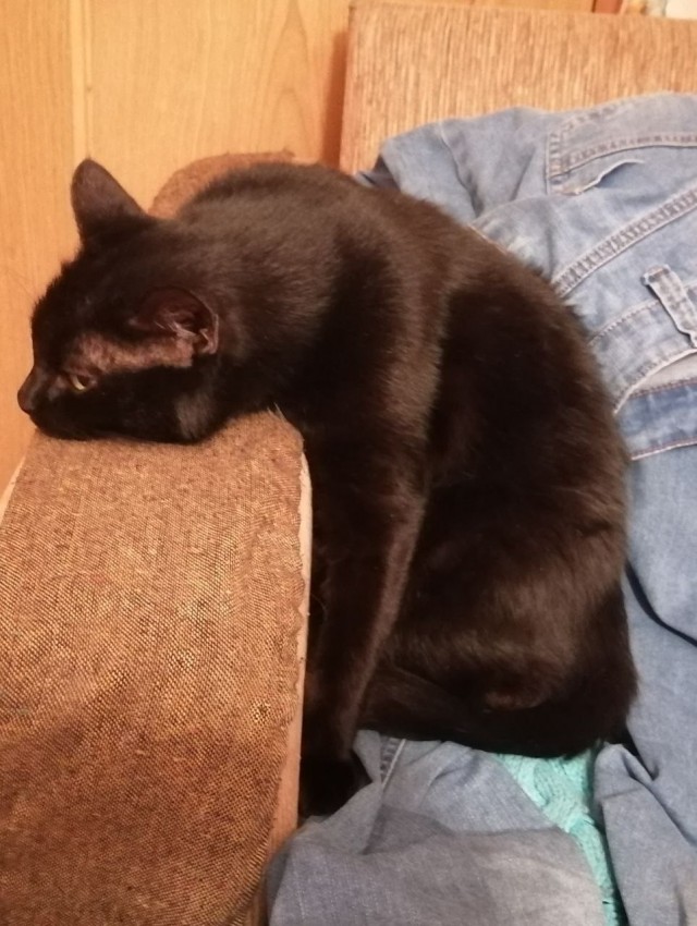Котовторник же!