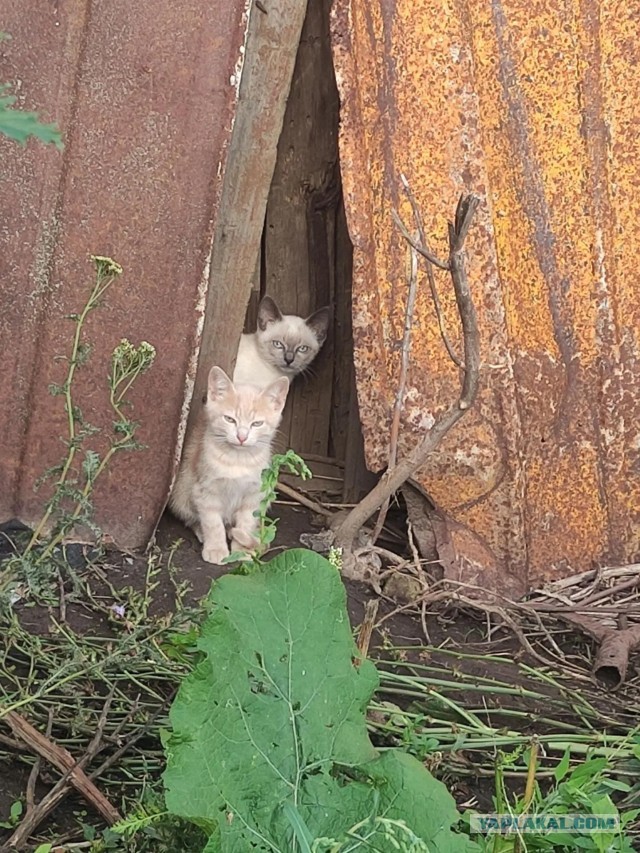 Родились у нас котята...