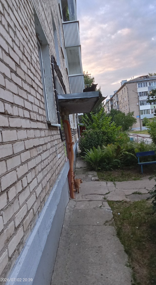 Выходи гулять