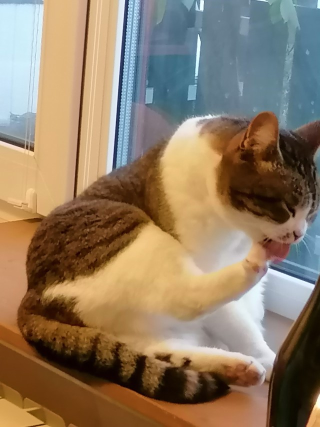 Котовторник