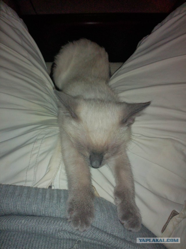 Котовторник 8.10.2013