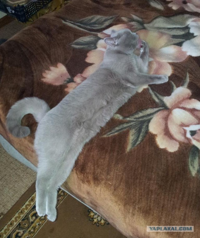 Котовторник 04.03.2014