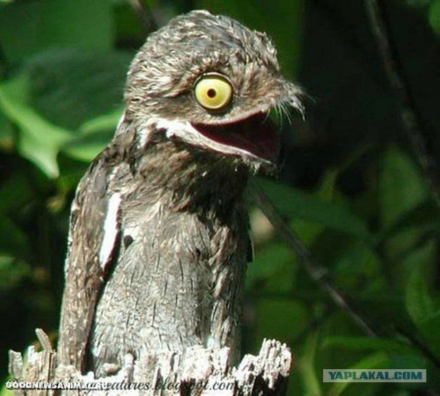 В вечной мерзлоте найден древний вирус