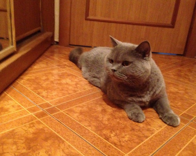 Котовторник 18.03.2014