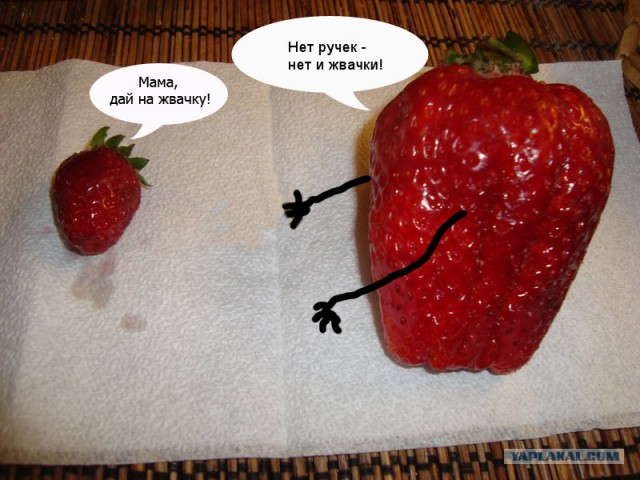 И чем их поливают?