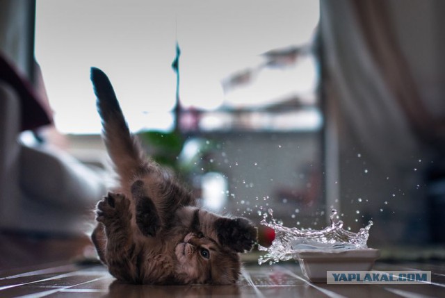 Котовторник 19.08.2014