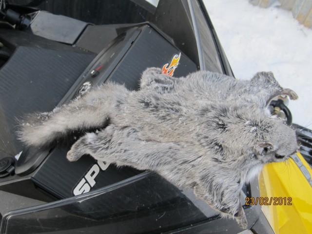 Сибирская белка-летяга