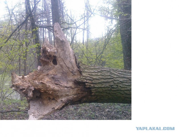 Они повсюду: забавная парейдолия