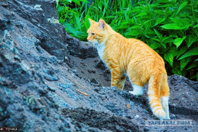 Котовторник 18.08.2015