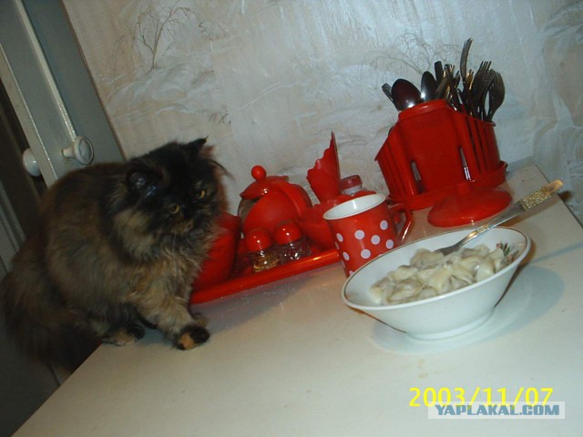 Котовторник 17.11.2015