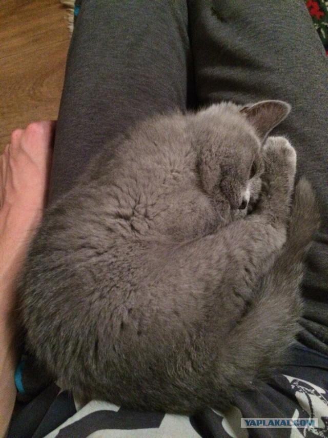 Котовторник