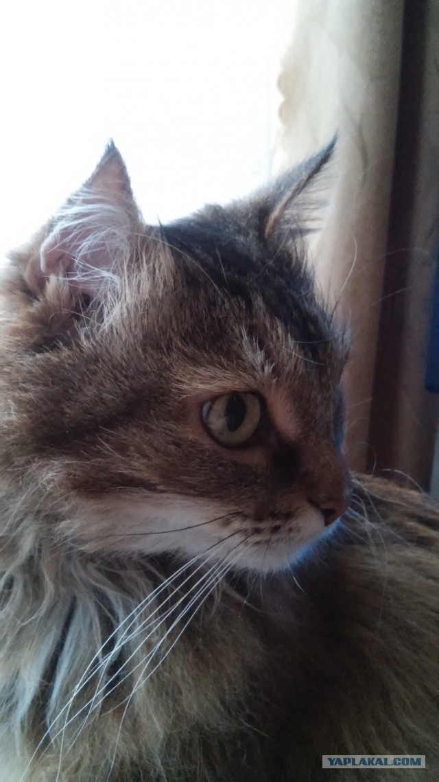 Котовторник