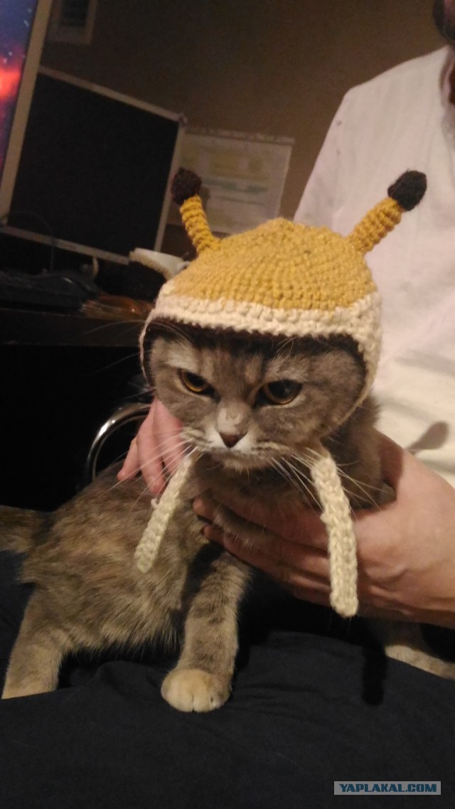 Котовторник