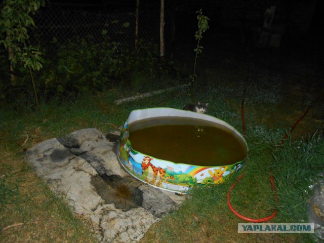 Жизнь домашнего приюта для котеек 120