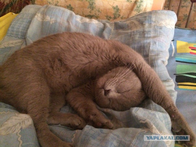 Котовторник 05.07.16