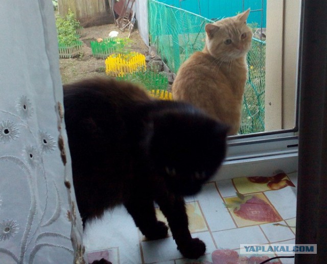 Котовторник 26.07 2016