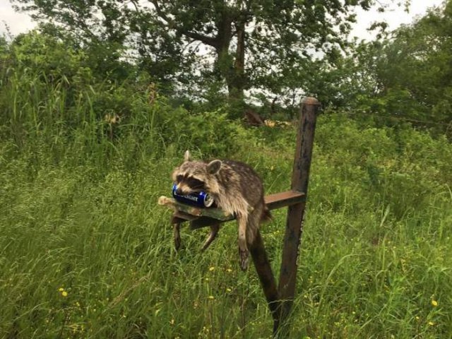 Подборка забавных животных
