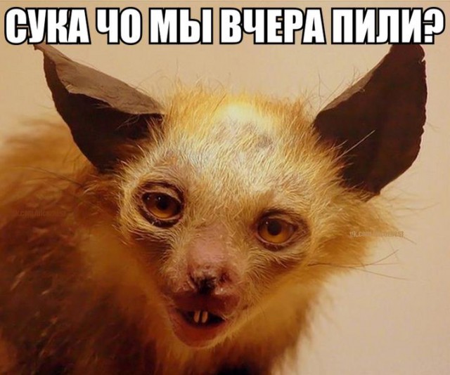 Подборка забавных животных
