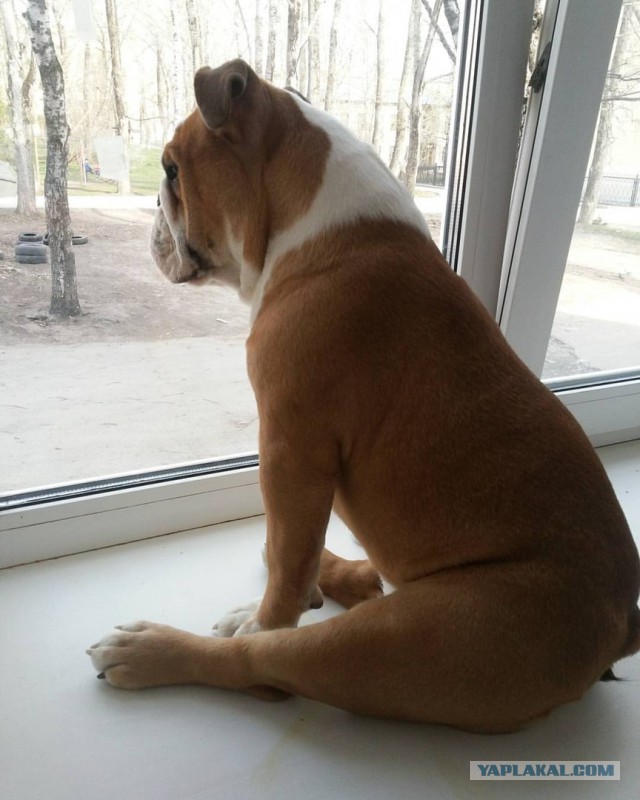 8 исчезнувших пород собак, которых не осталось даже на фотографиях