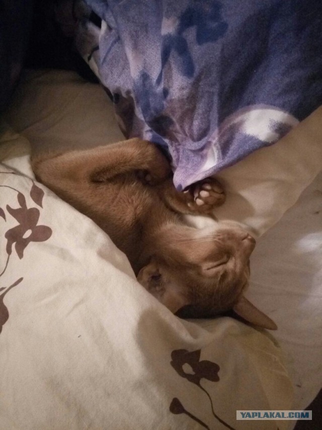 Котовторник ждали? А вот и он!